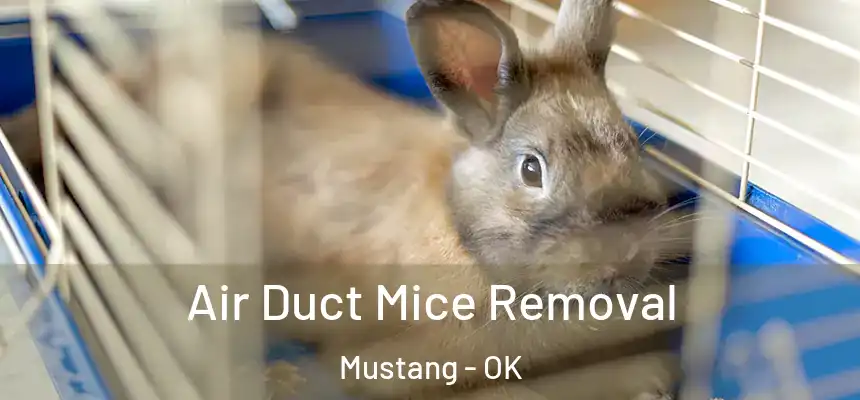  Air Duct Mice Removal Mustang - OK